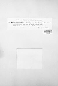 Peroneutypa scoparia image